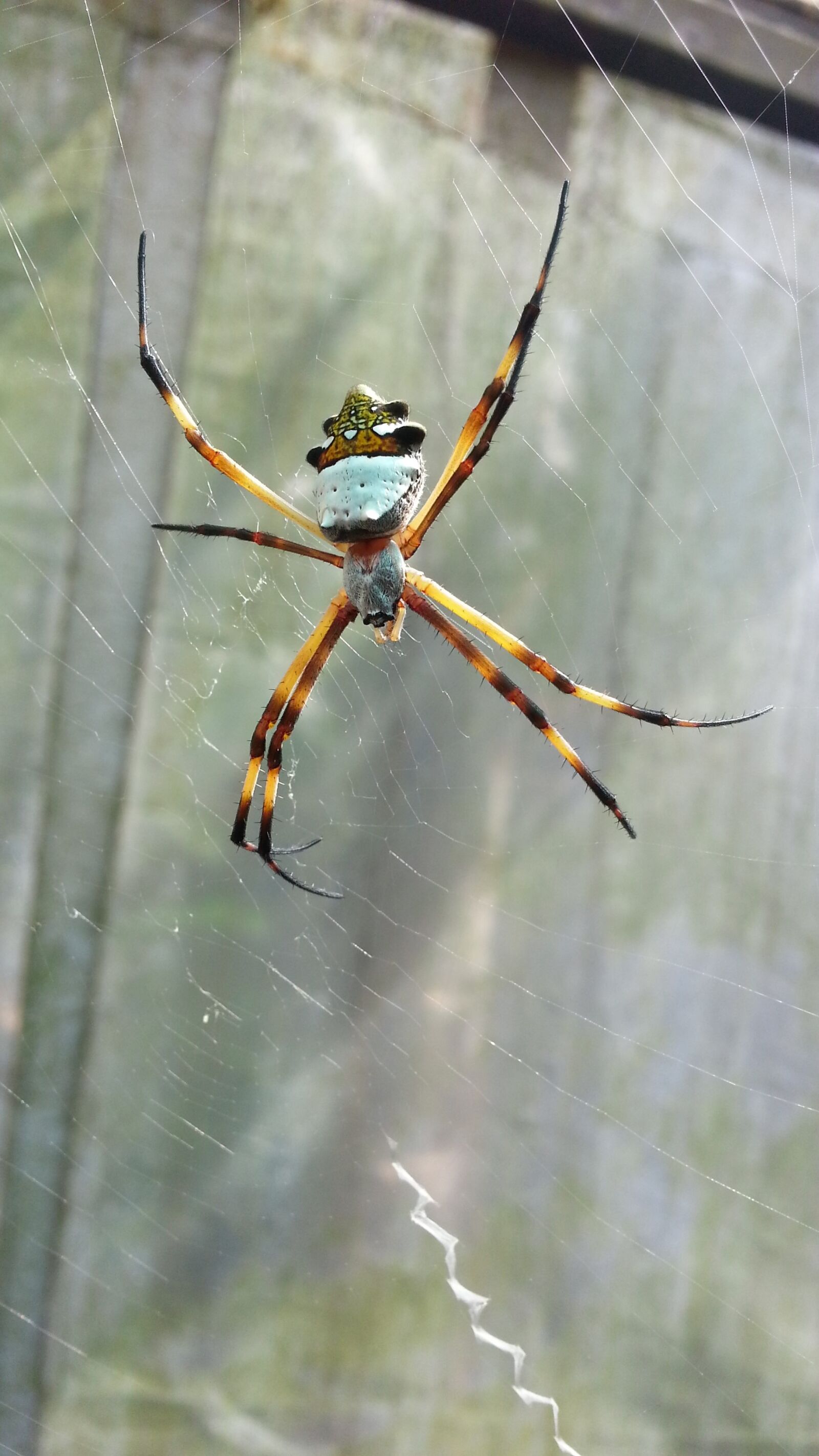 Samsung Galaxy S3 sample photo. Spider, insect, natura photography