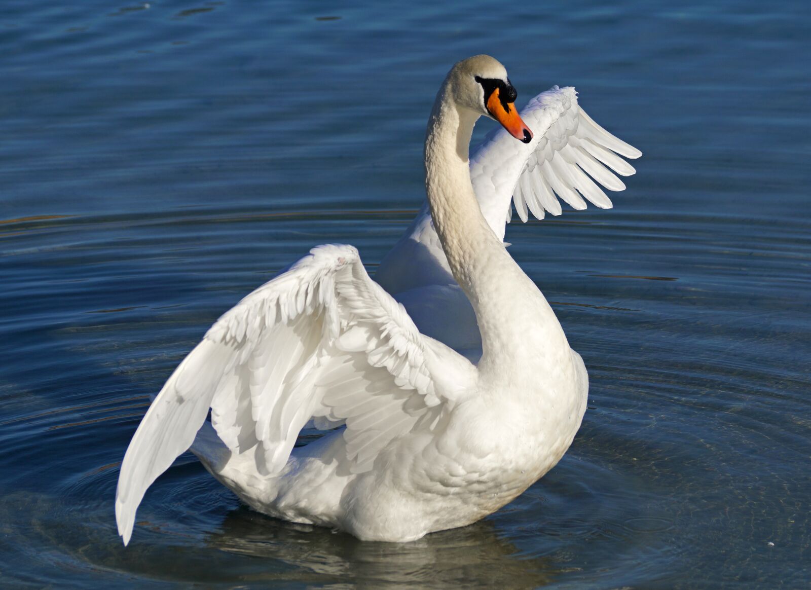 Sony DT 55-300mm F4.5-5.6 SAM sample photo. Swan, white, water photography