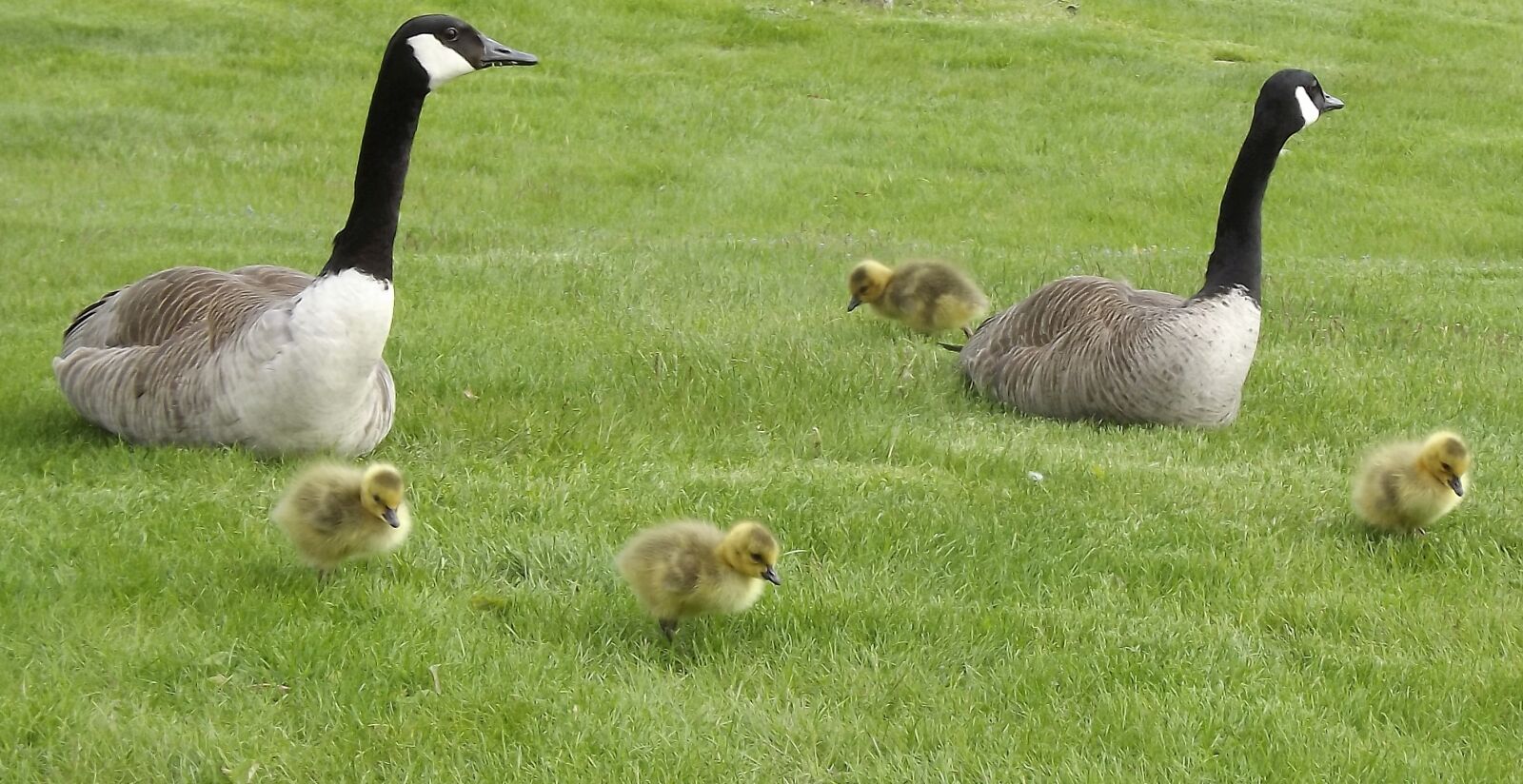 Fujifilm FinePix S3400 sample photo. Birds, kacza family, chicks photography
