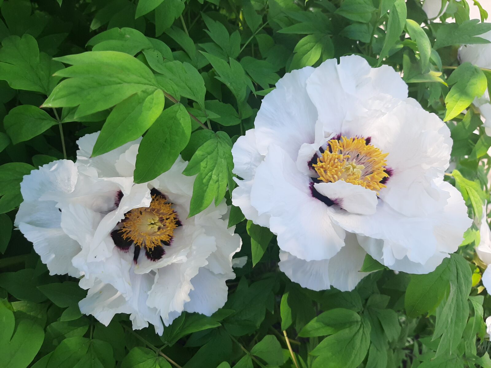 Samsung Galaxy A50 sample photo. Tree peony, spring mood photography