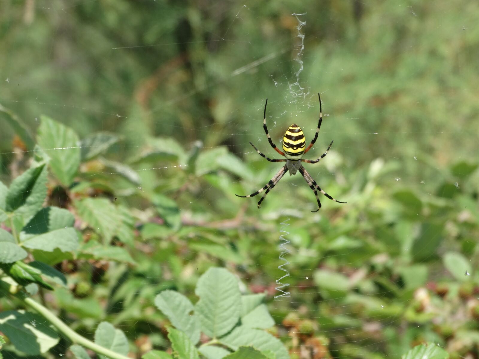 Sony Cyber-shot DSC-HX300 sample photo. Spider, linen, web photography