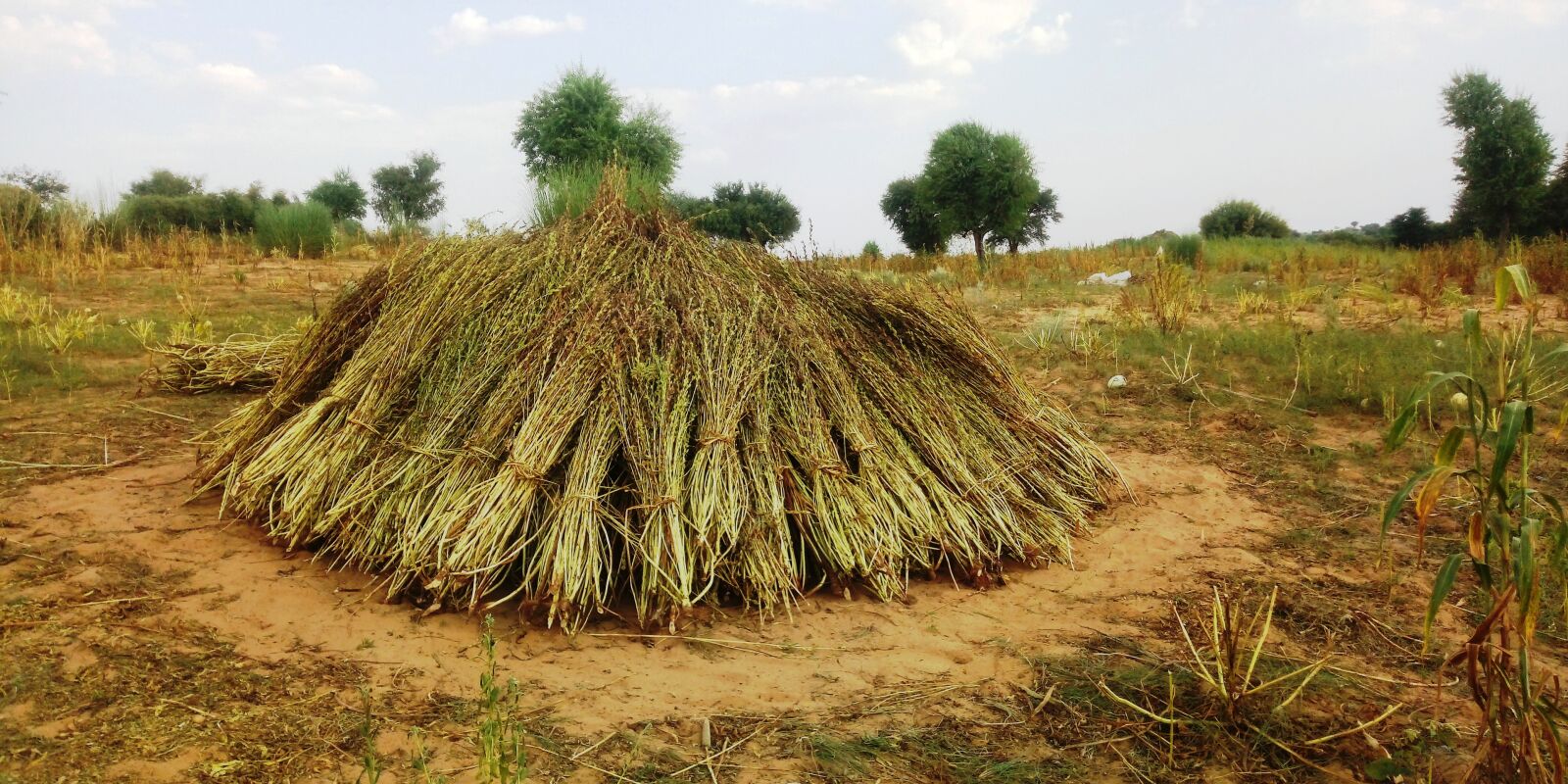 TECNO MOBILE LIMITED TECNO IN1 sample photo. Sesame plant, sesame, plant photography