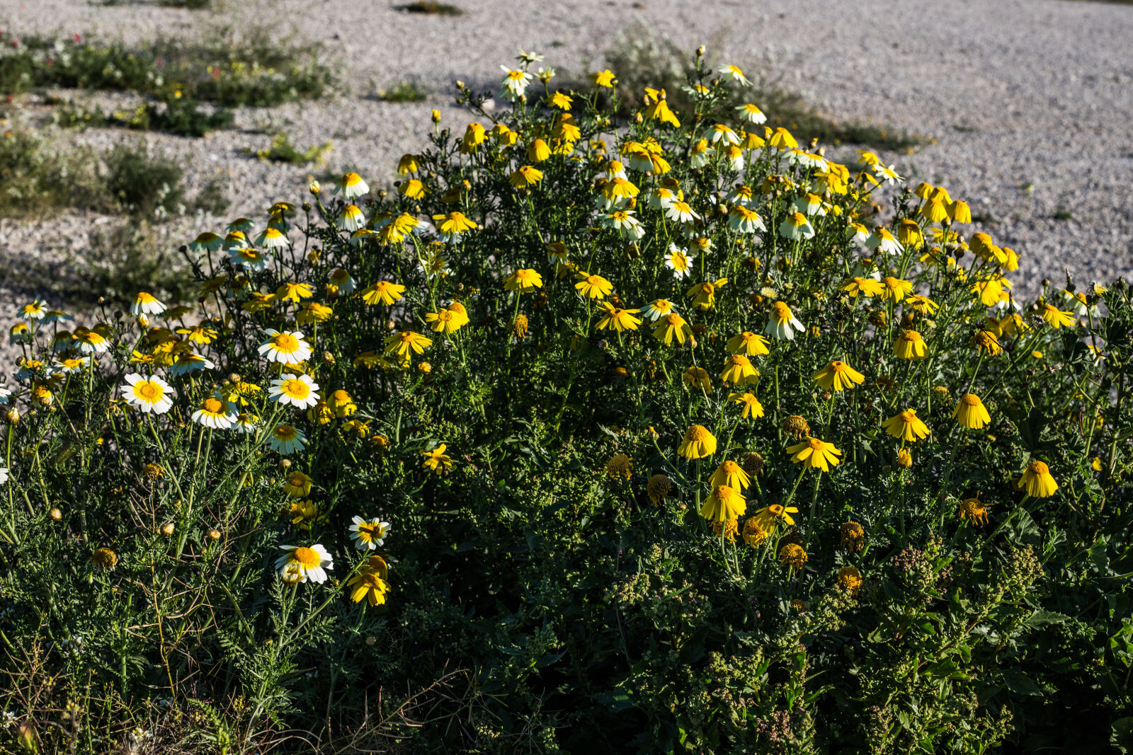 Canon EOS 6D + Canon EF 50mm F1.8 STM sample photo. Flowers, without, garden, spring photography