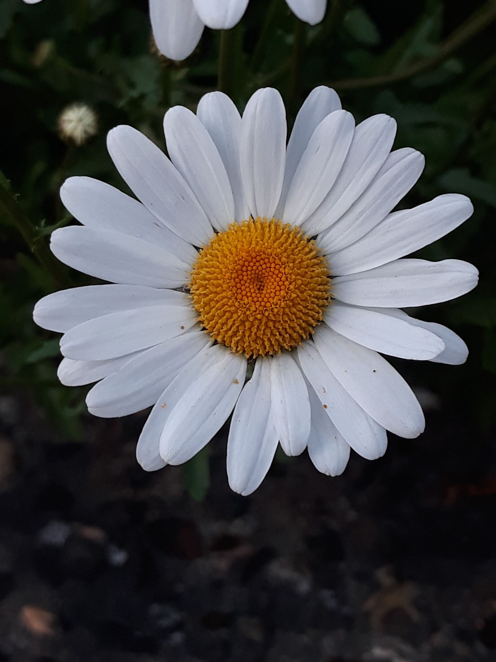Samsung Galaxy J5 sample photo. Marguerite, flower, spring photography