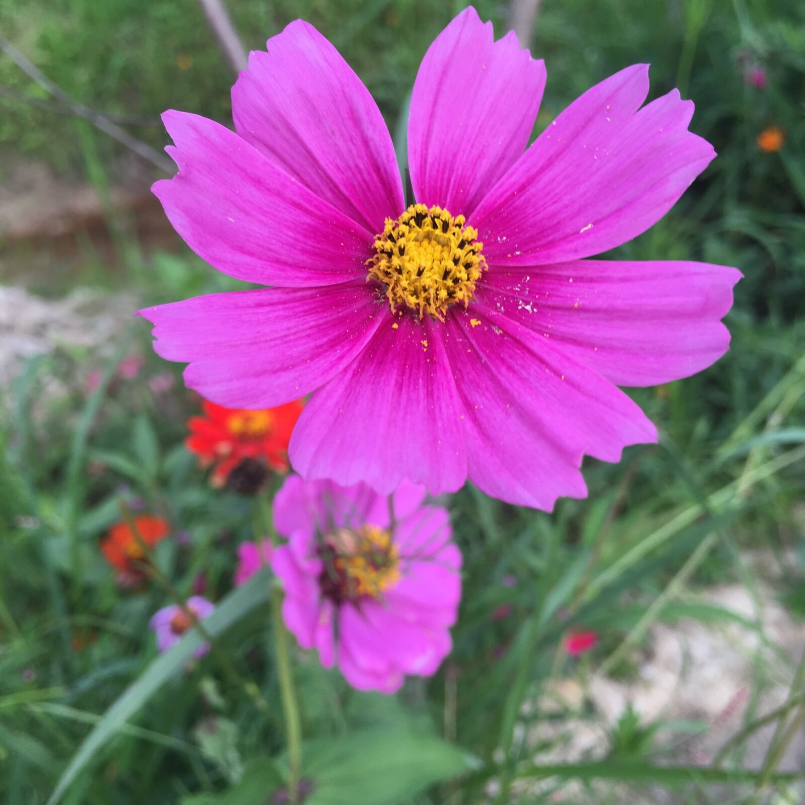 iPhone 6s Plus back camera 4.15mm f/2.2 sample photo. Little flower, natural, sunshine photography