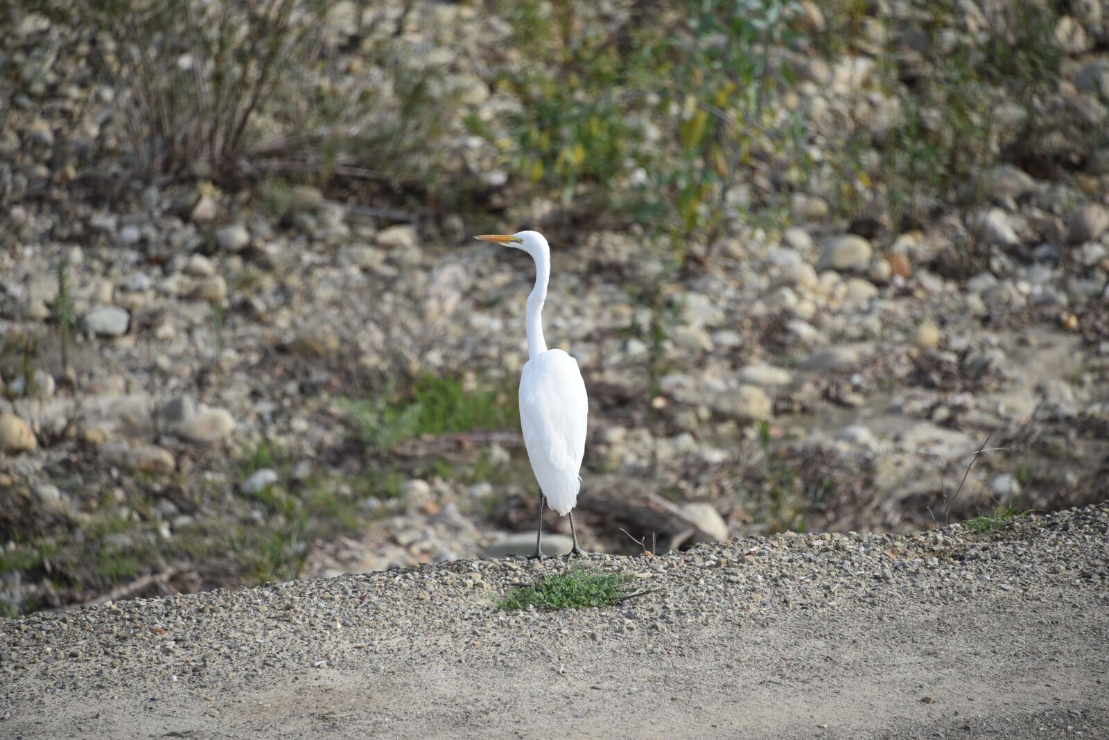 Nikon D750 sample photo. Cattle egret, bird, barranca photography
