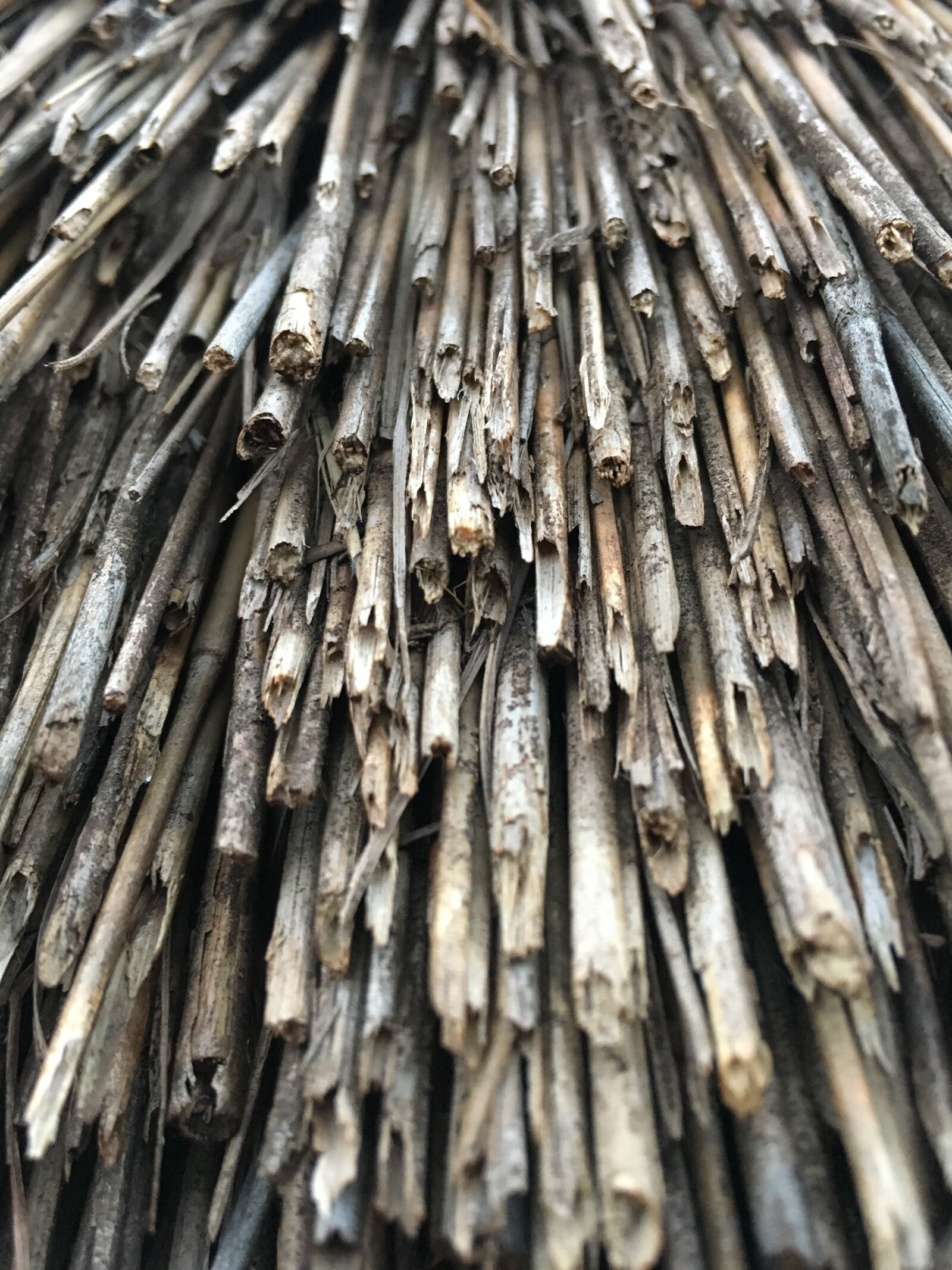 Apple iPhone 6s sample photo. Straw, texture, nature photography