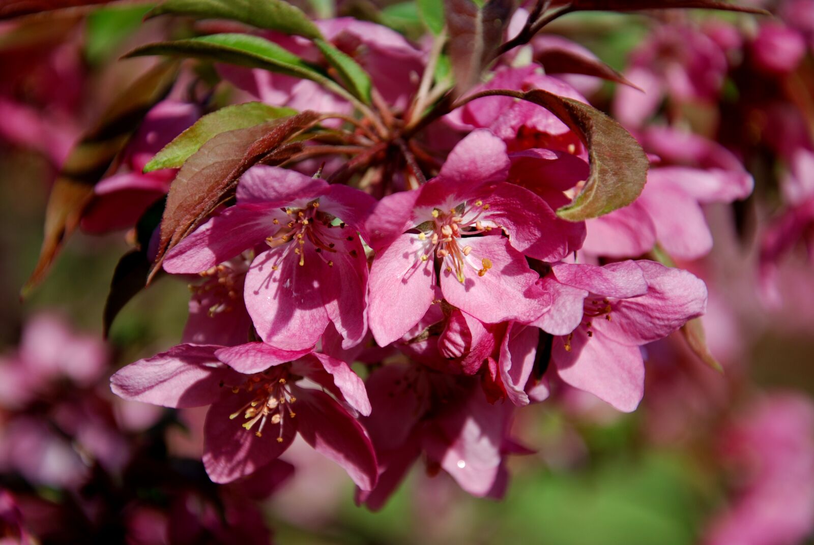 Nikon D80 sample photo. Flower, nature, garden photography