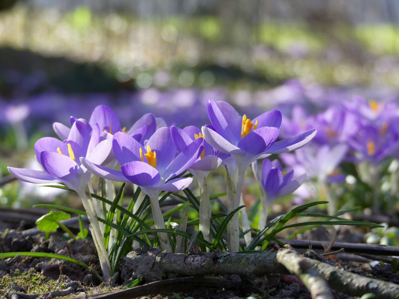 Panasonic Lumix DMC-FZ300 sample photo. Flowers, crocus, spring photography