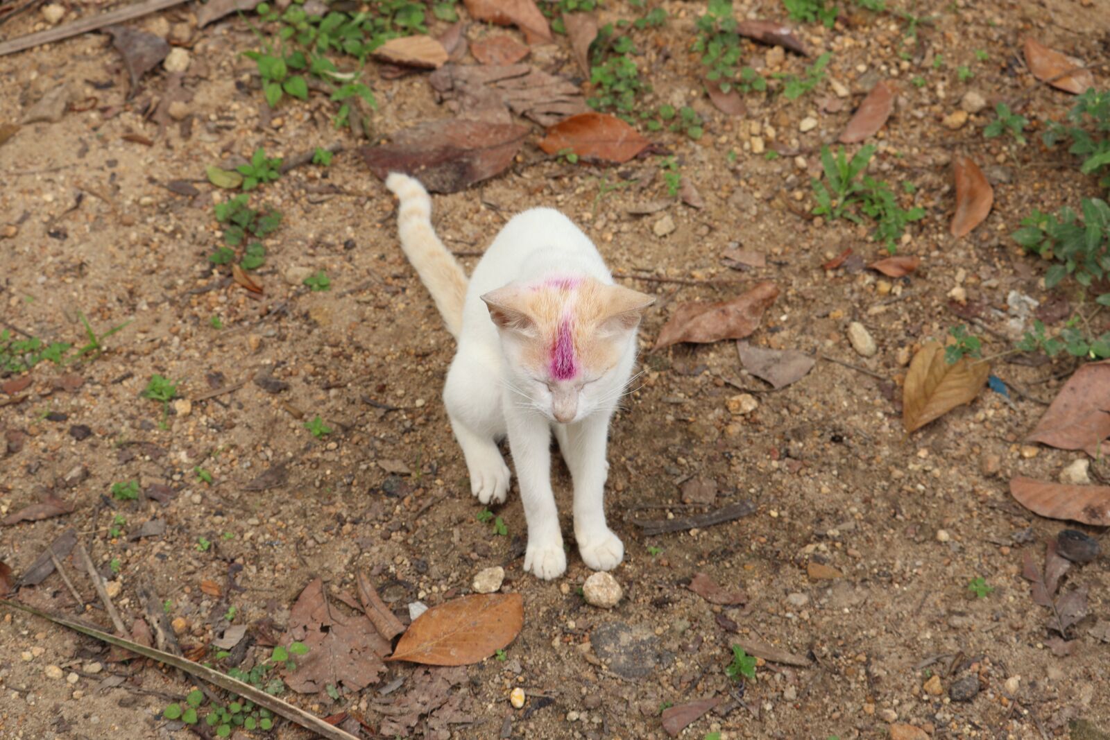 Canon EOS 250D (EOS Rebel SL3 / EOS Kiss X10 / EOS 200D II) sample photo. Kerala, village, cat photography