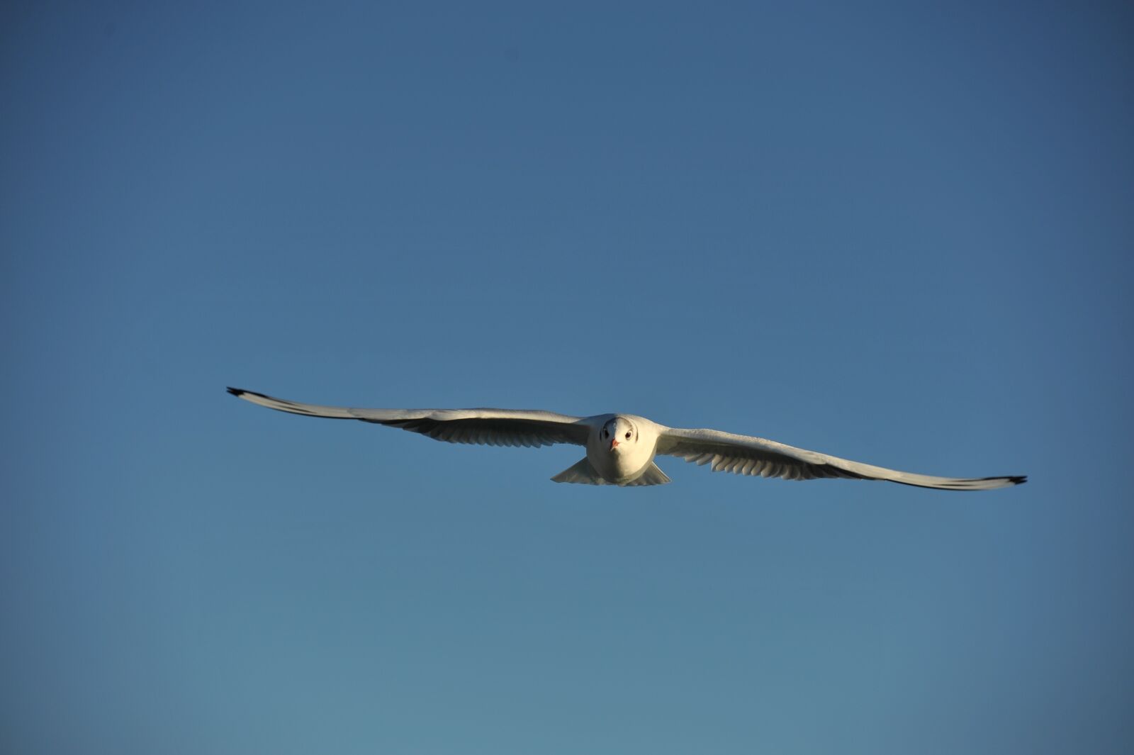 Nikon D700 sample photo. Seagull, sky, lake photography