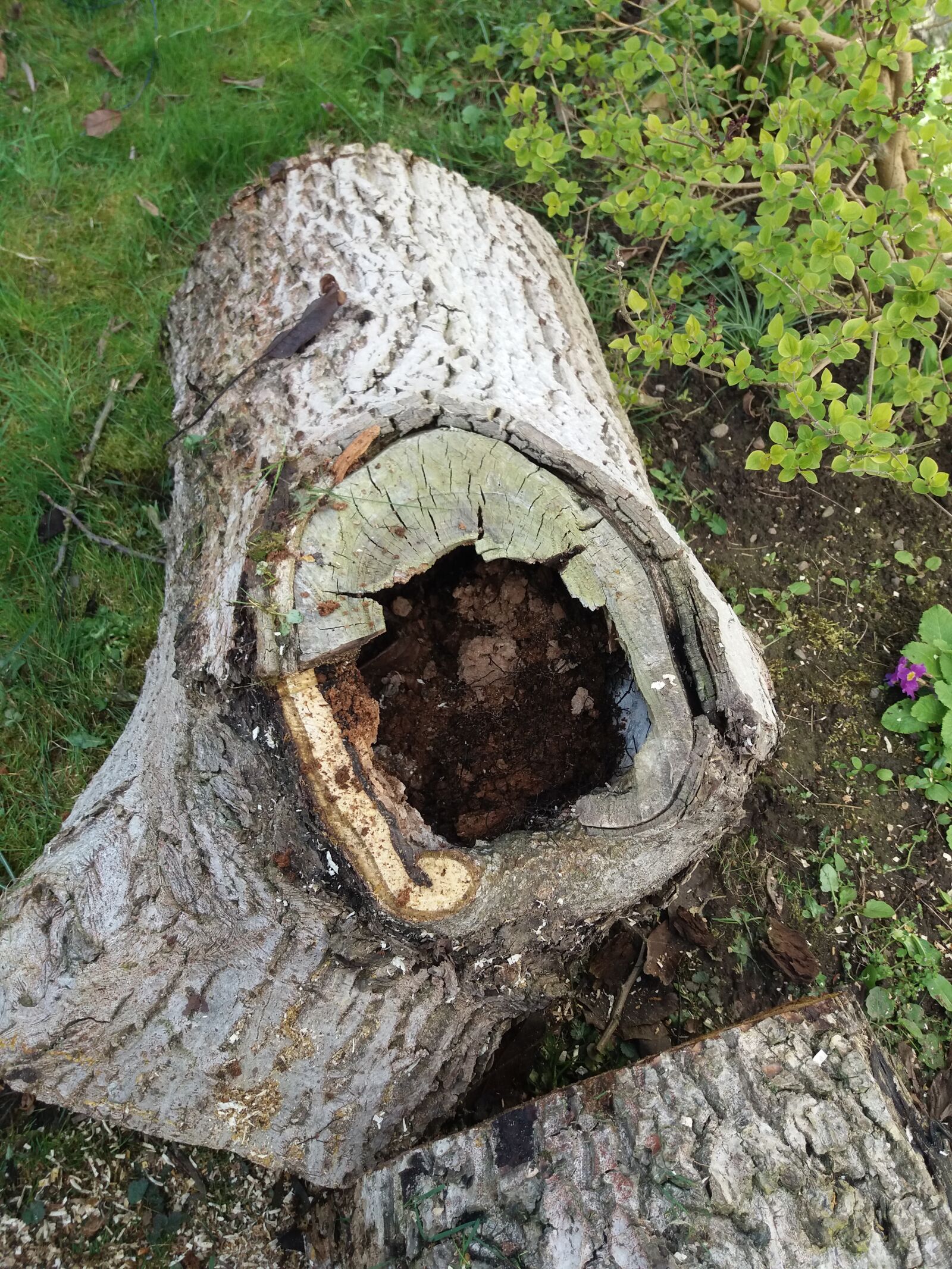 Samsung Galaxy J5(2016) sample photo. Hollow tree trunk, rotten photography