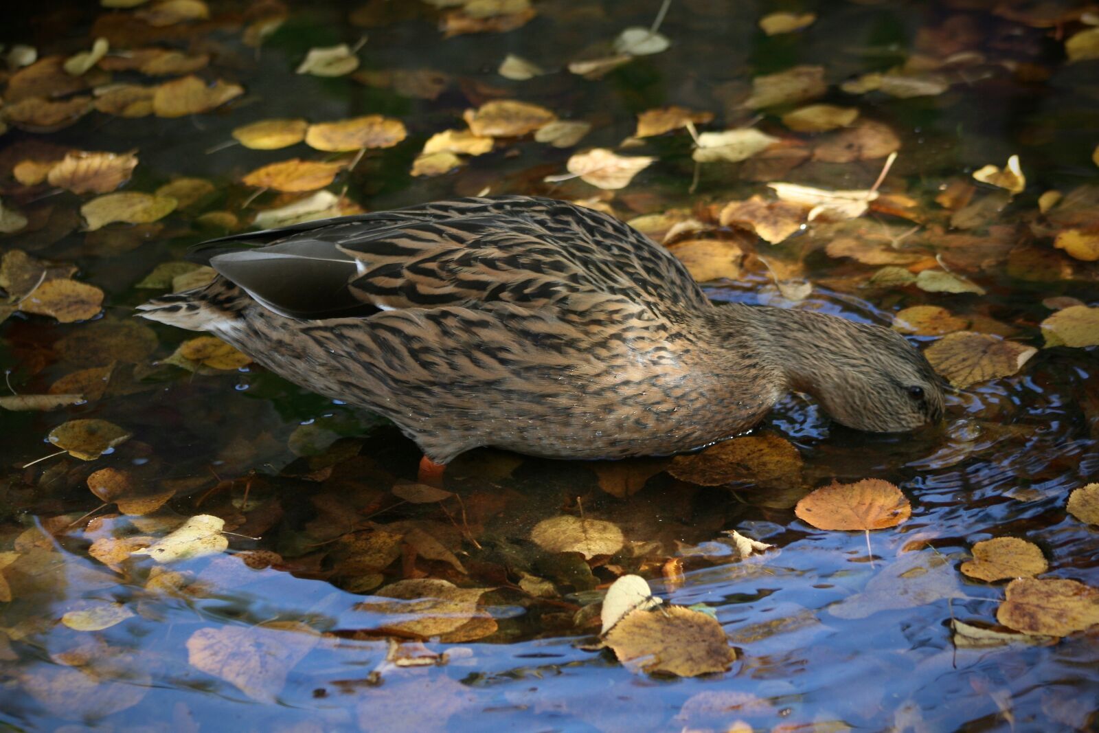 Canon EOS 400D (EOS Digital Rebel XTi / EOS Kiss Digital X) sample photo. Water bird, duck, mallard photography