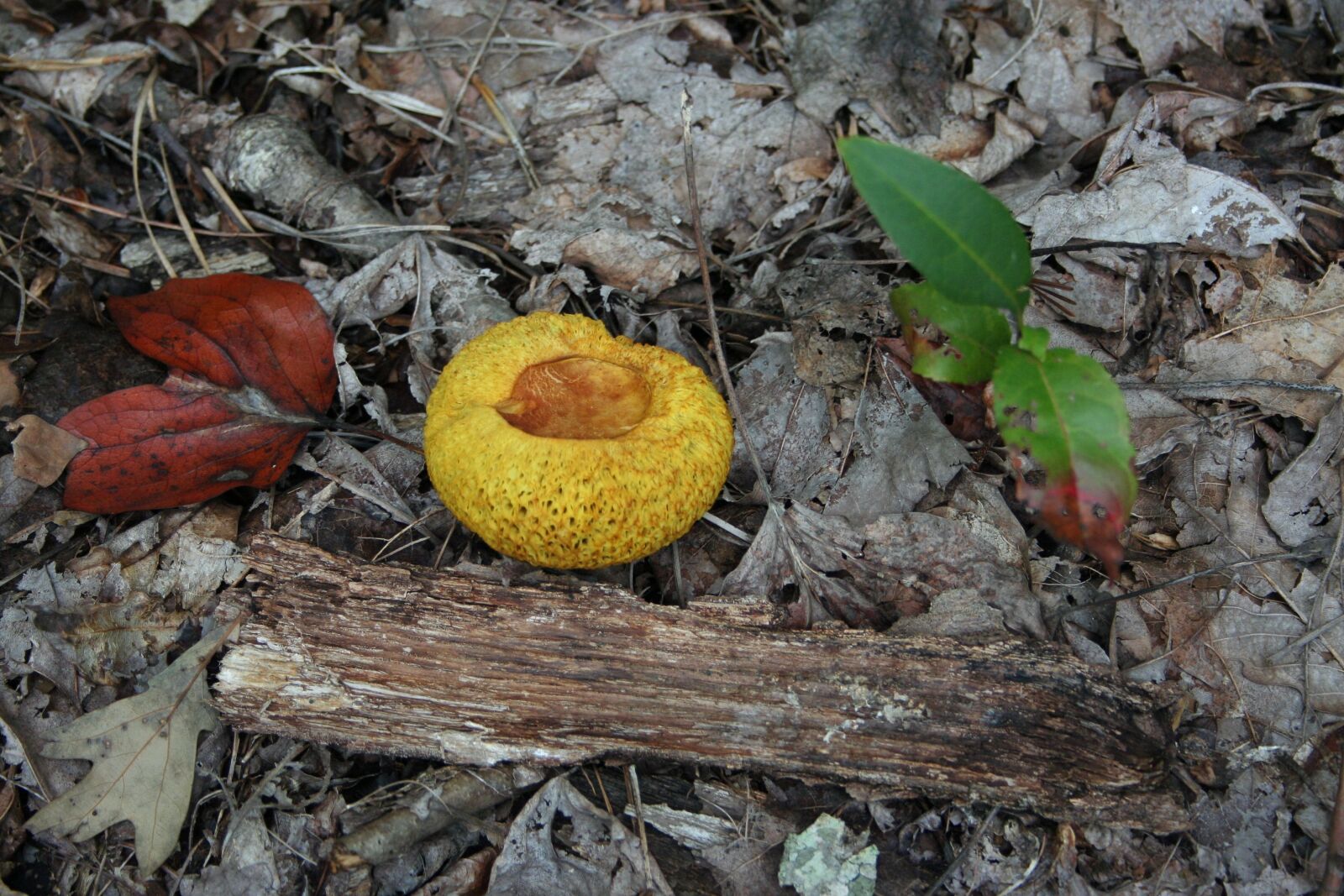 Canon EOS 350D (EOS Digital Rebel XT / EOS Kiss Digital N) sample photo. Mushroom, fungus, forest photography