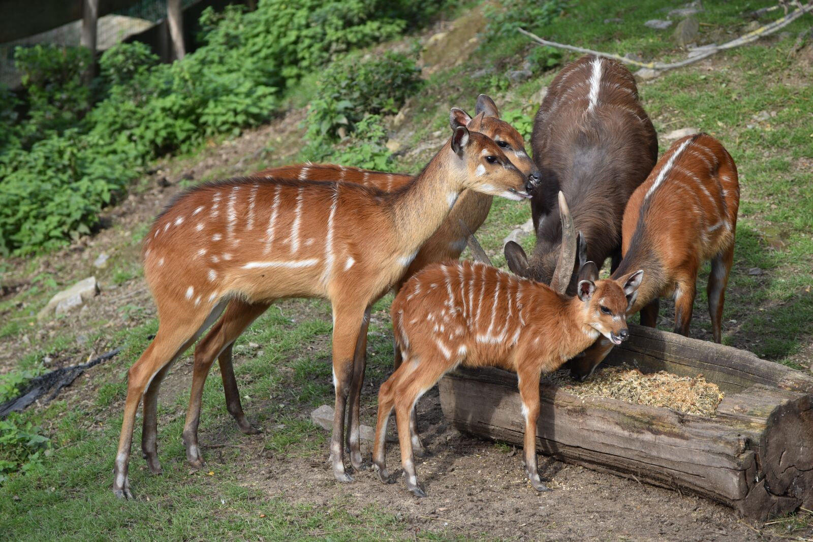 Nikon D5500 sample photo. Fawn, suede, deer photography