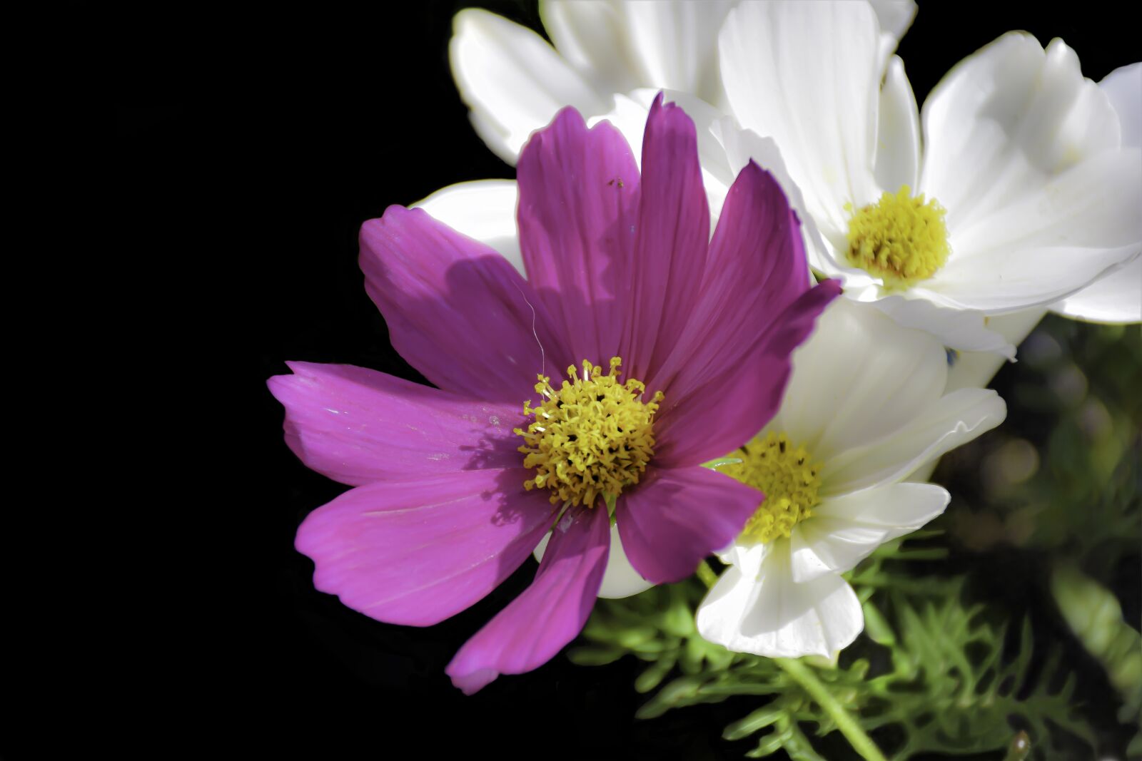 Nikon D5600 sample photo. Just flowers, color, just photography