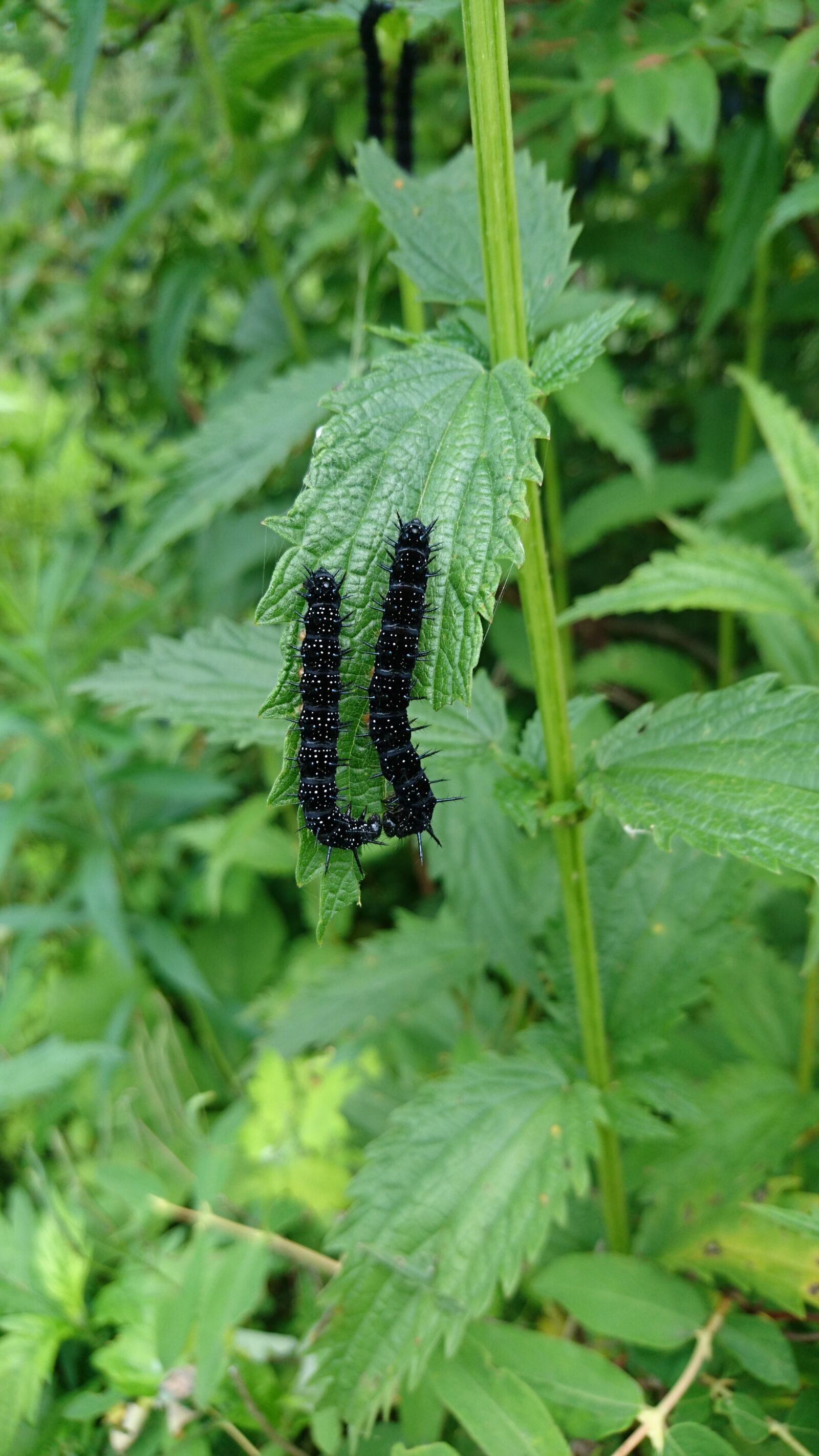 Sony Xperia Z5 Compact sample photo. The caterpillars, aglais urticae photography