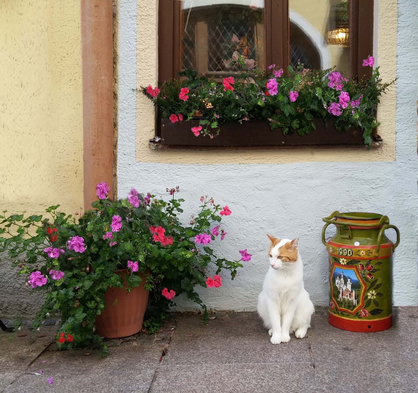 LG G3 sample photo. Cat, kitten, flowers photography