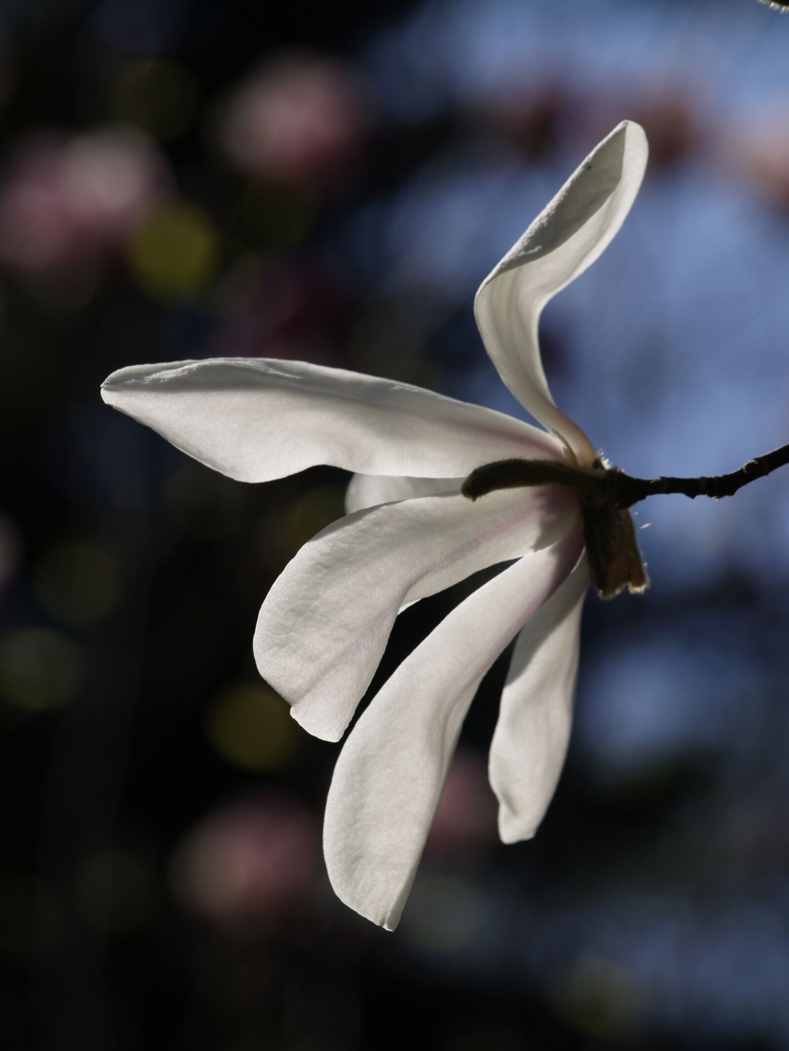 Olympus E-400 (EVOLT E-400) sample photo. Flower, magnolia, spring photography