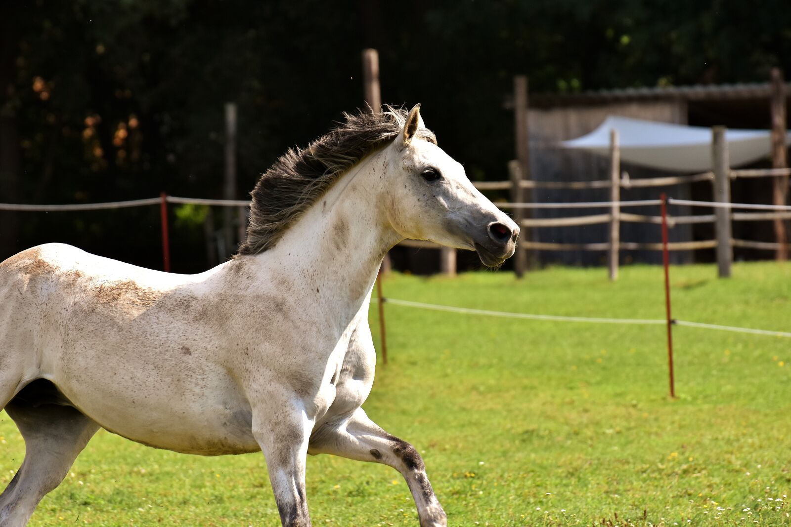 Nikon D7200 sample photo. Mold, horse, love for photography