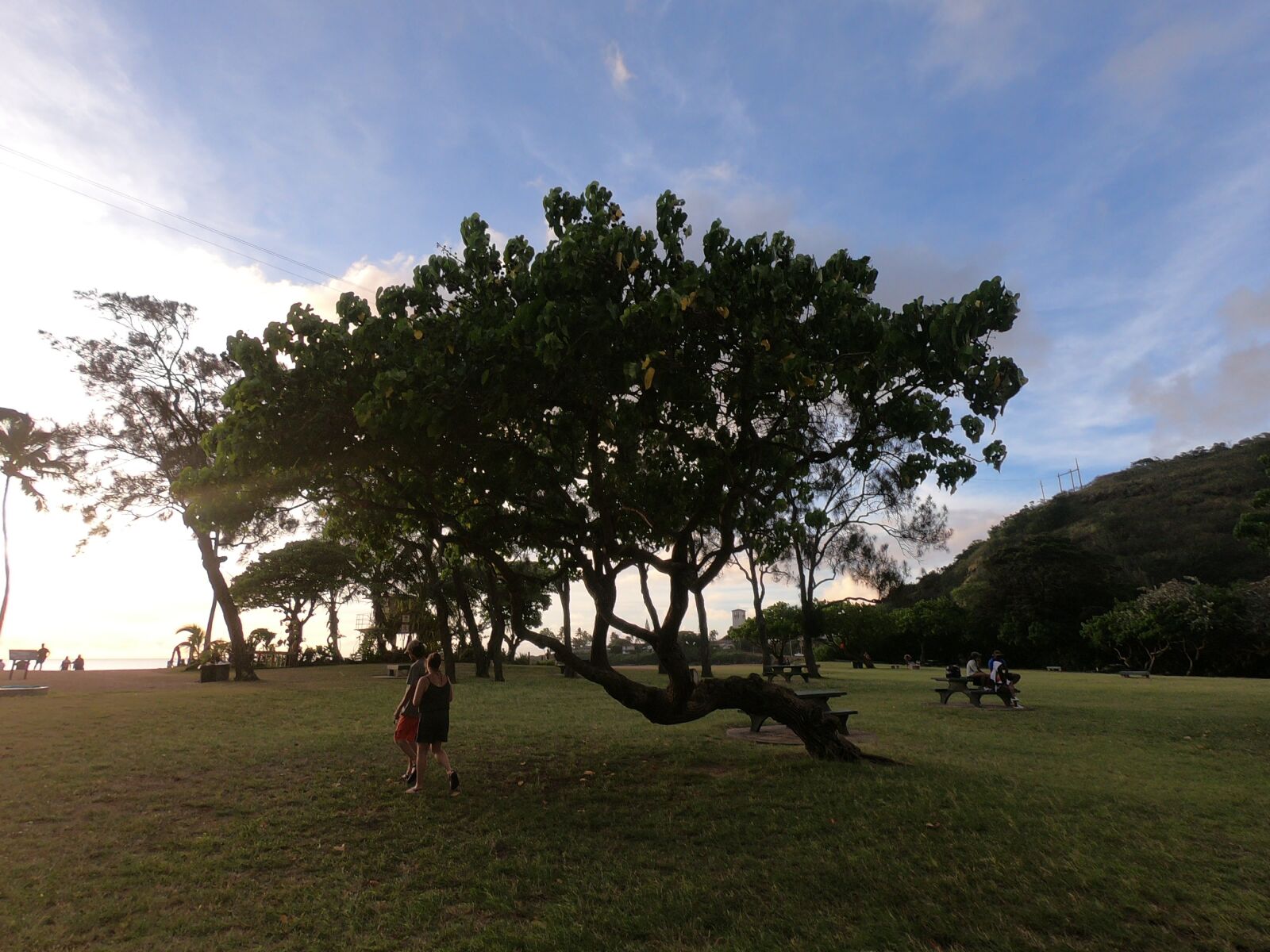 GoPro Hero6 Black sample photo. Park, tree, grass photography