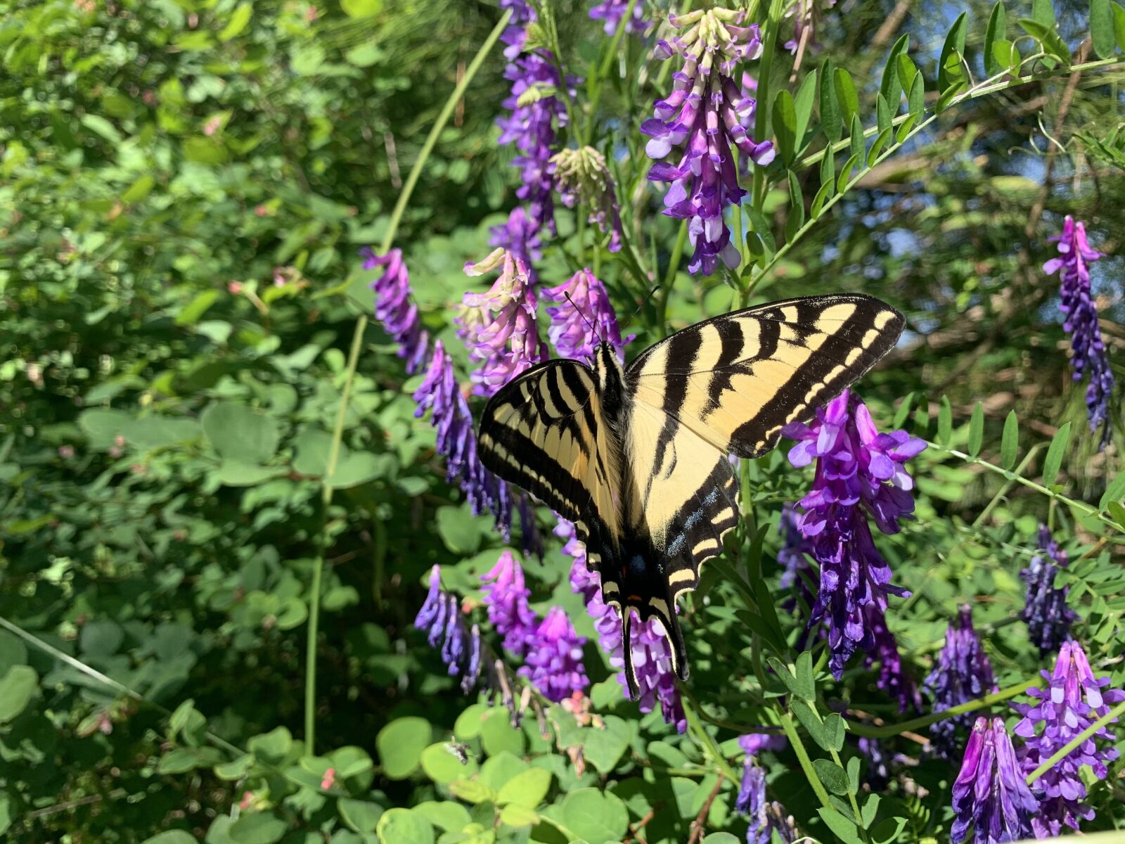 Apple iPhone XR sample photo. Butterfly, tiger, swallowtail photography