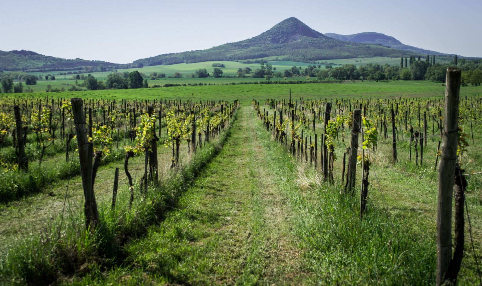 Nikon D3200 sample photo. Vineyard, mountain, green photography