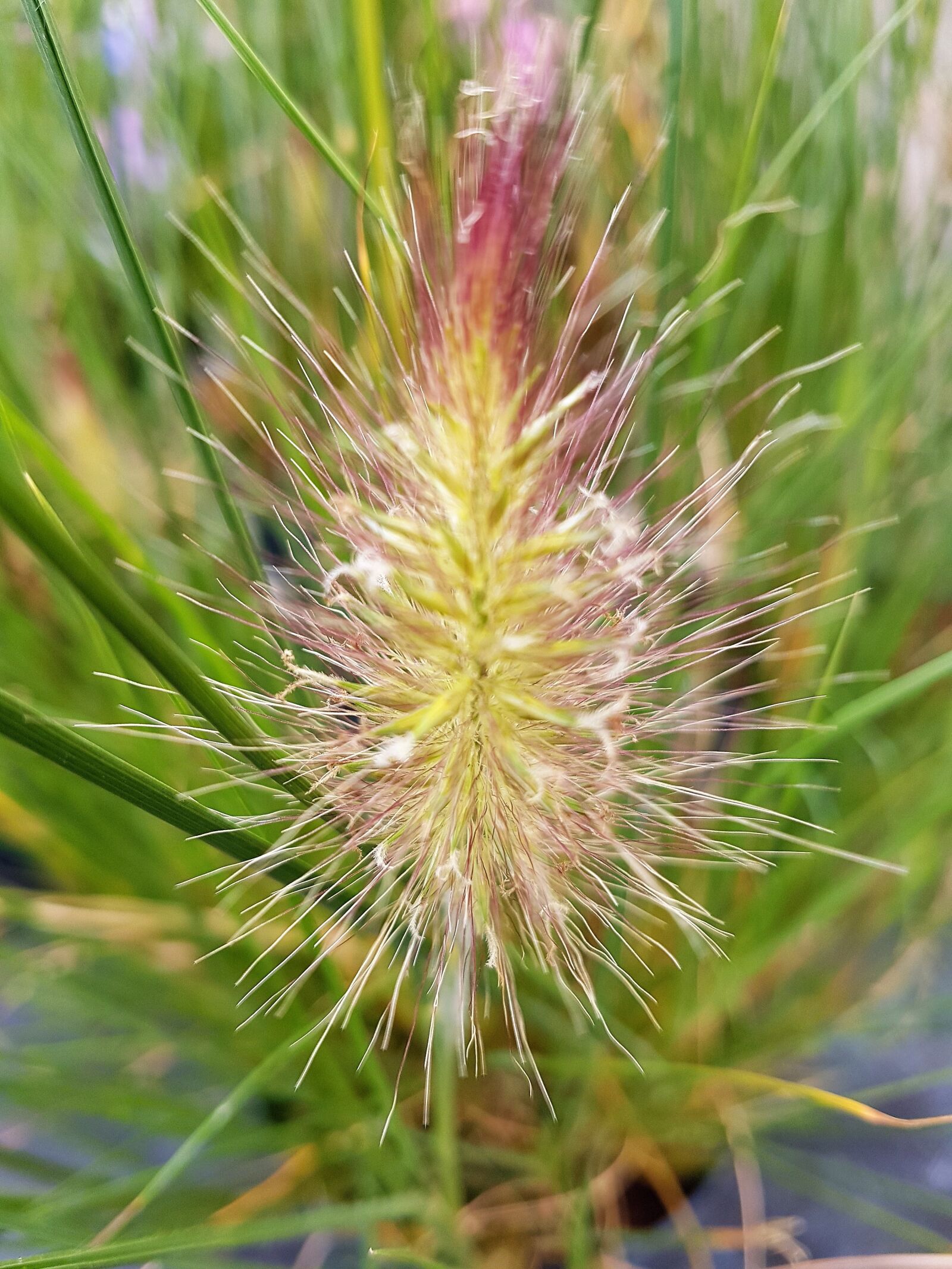 Samsung Galaxy S7 Edge sample photo. Flowers, summer, bloom photography