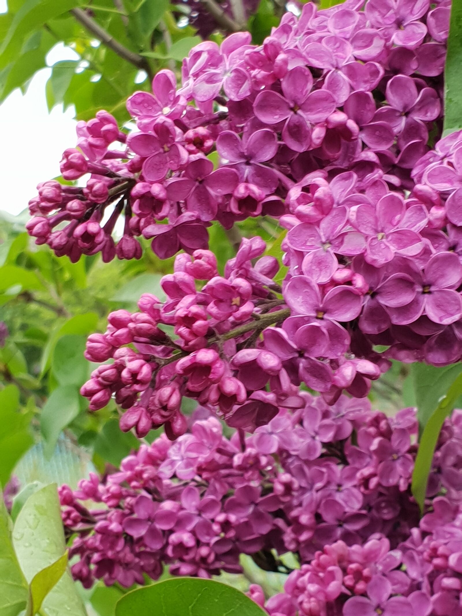 Samsung Galaxy S9 sample photo. Without, lilac, spring photography
