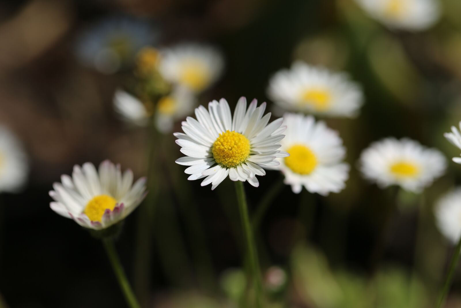 Canon EF 100mm F2.8L Macro IS USM sample photo. Plant, daisy, botany photography