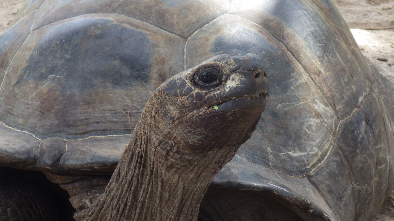 PENTAX RICOH IMAGING PENTAX WG-3 GPS sample photo. Turtle, head, animal photography