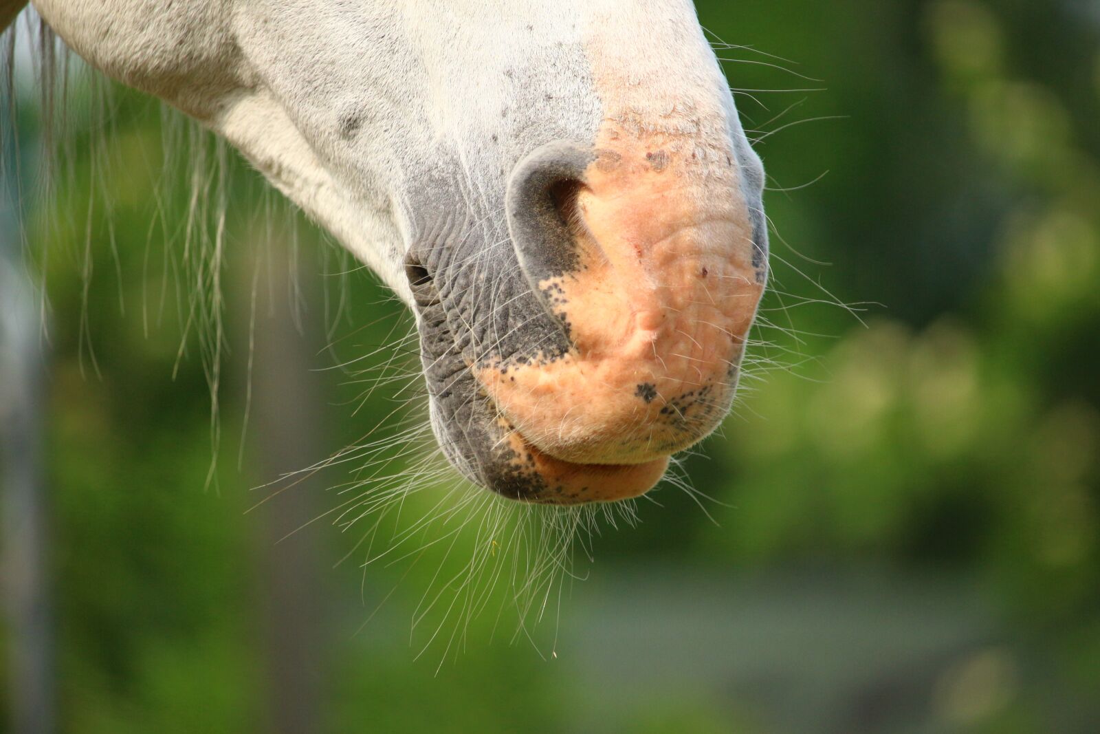 Canon EOS 100D (EOS Rebel SL1 / EOS Kiss X7) sample photo. Horse, mold, nostrils photography
