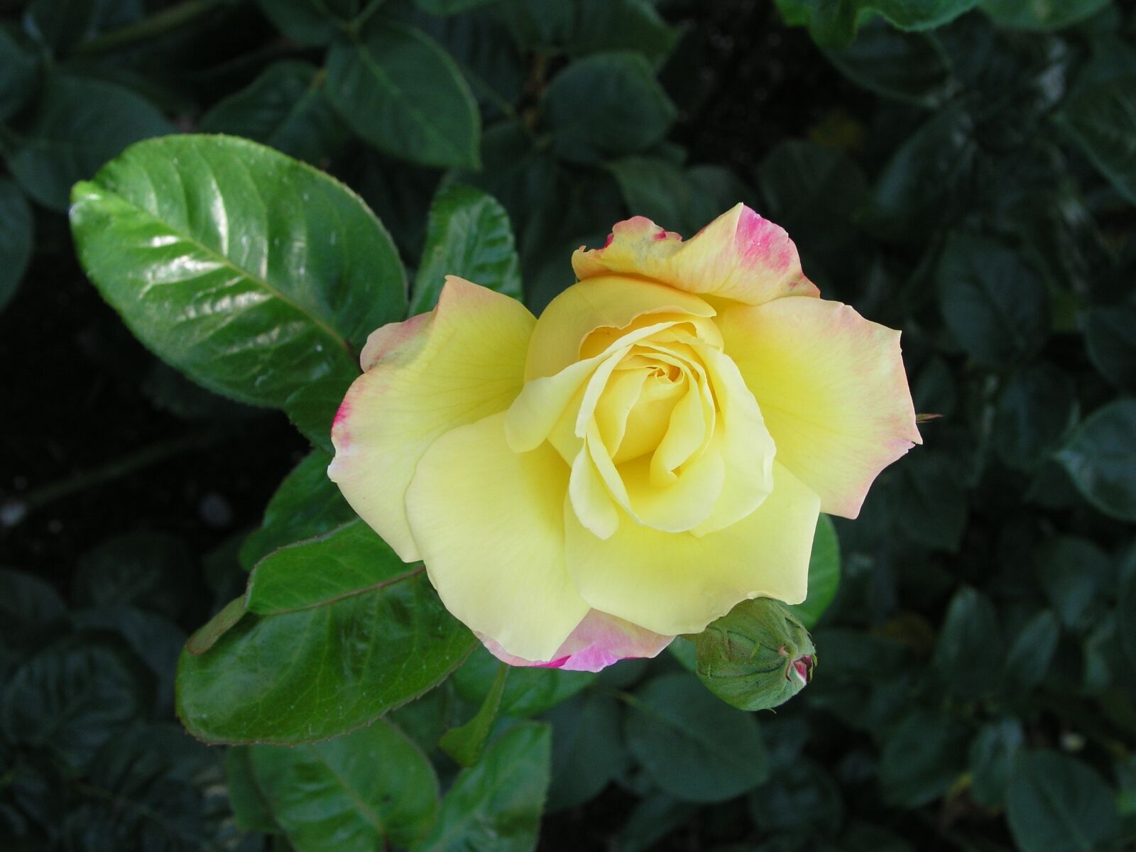 Olympus C5050Z sample photo. Rose, bloom, flower photography