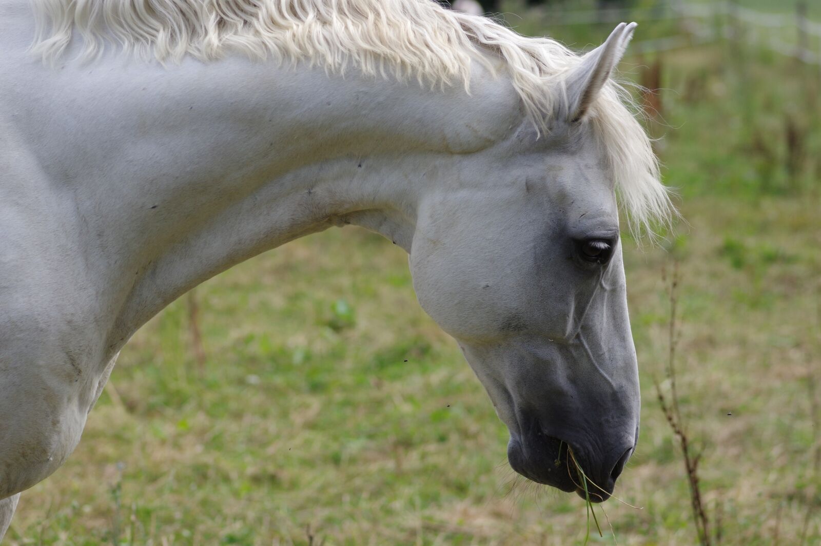 Pentax K-3 sample photo. Horse, pasture, animal world photography