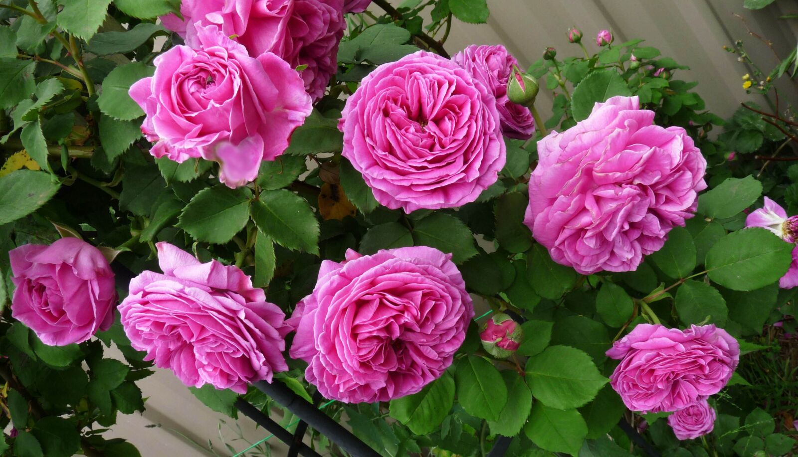 Panasonic Lumix DMC-FZ28 sample photo. Rose, climbing, pink photography