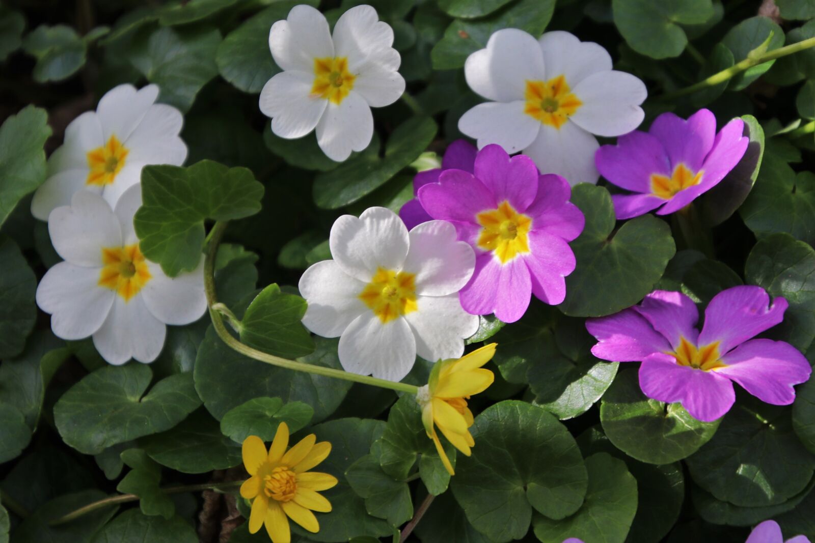 Canon EOS 80D sample photo. Prymule, spring, plant photography