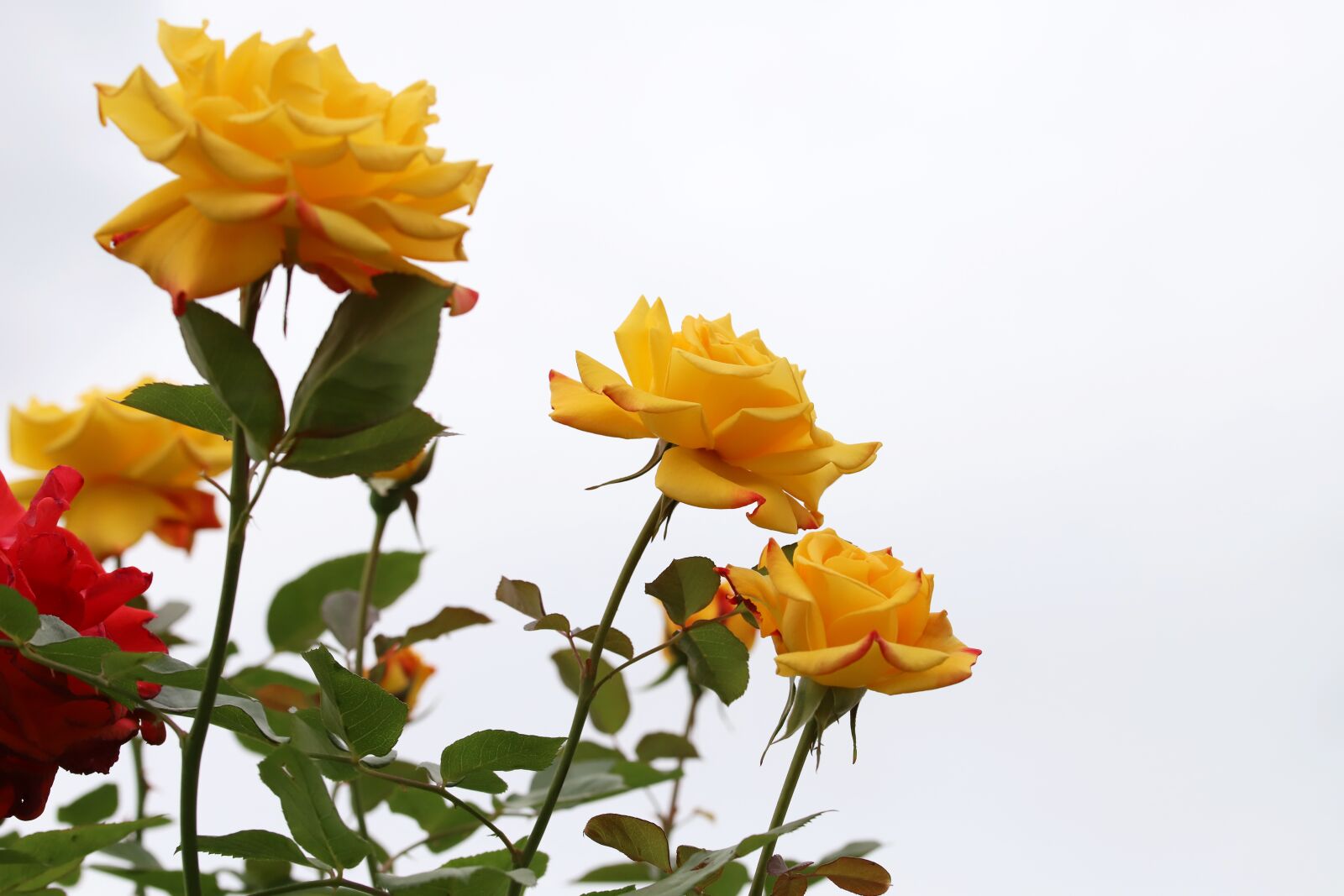 Canon EOS 6D Mark II sample photo. Rose, petal, flowers photography