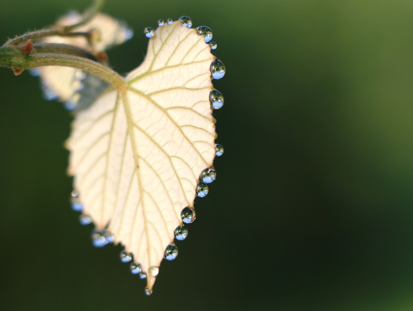 Canon EOS 70D sample photo. Rosa, loza, sheet photography