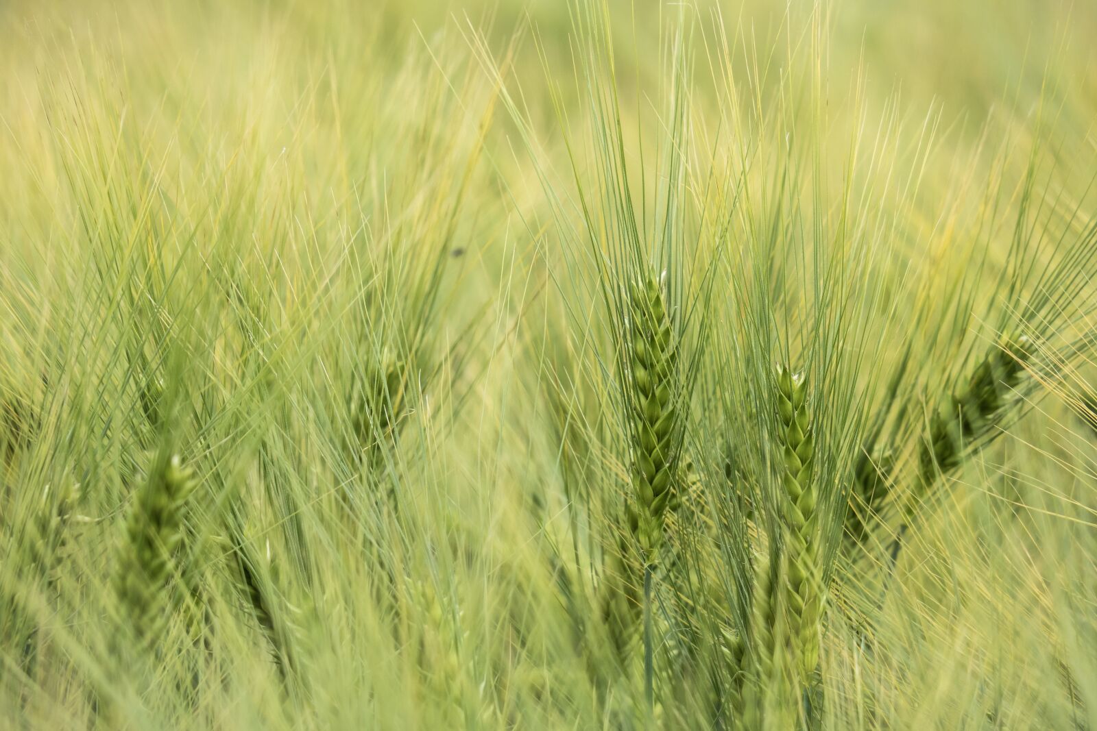 Canon PowerShot G3 X sample photo. Barley, cereals, ear photography
