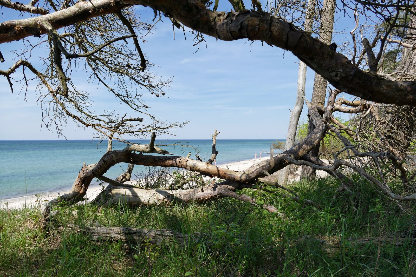 Panasonic Lumix DMC-FZ1000 sample photo. Baltic sea, west beach photography