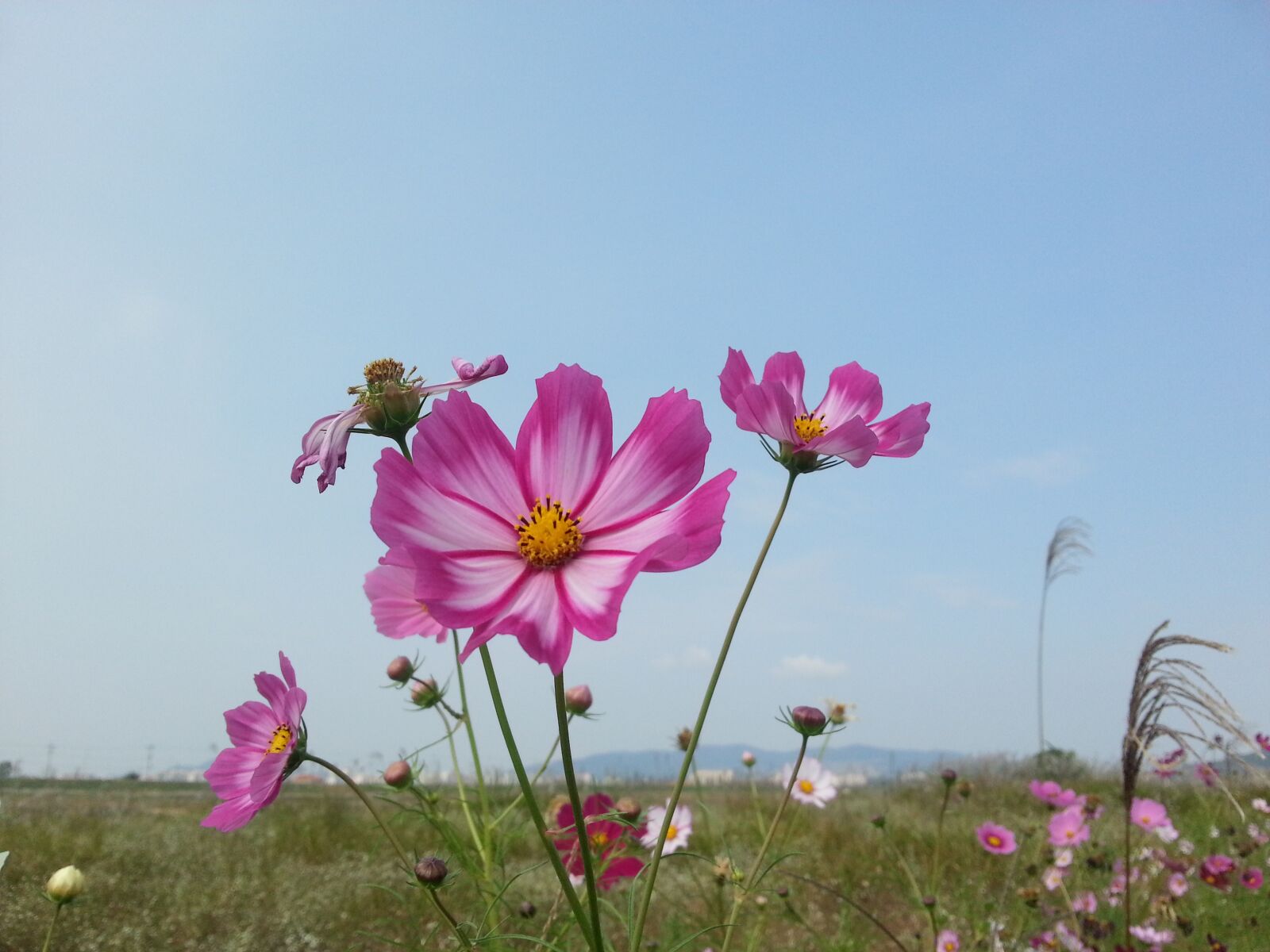 Samsung Galaxy S3 sample photo. Cosmos, autumn fields, flowers photography