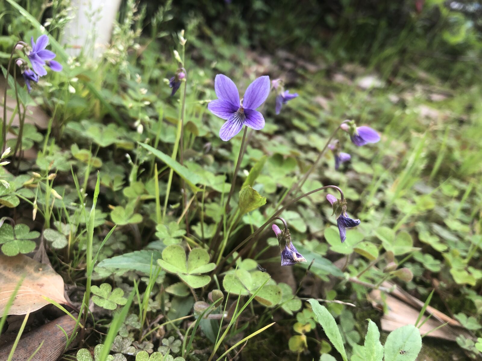iPhone 8 Plus back dual camera 3.99mm f/1.8 sample photo. Flower, green, nature photography