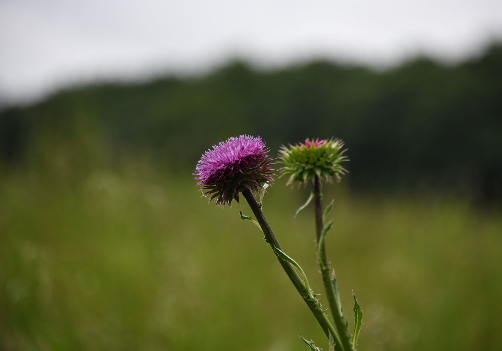 Nikon D850 sample photo. Thistle, flower, purple photography