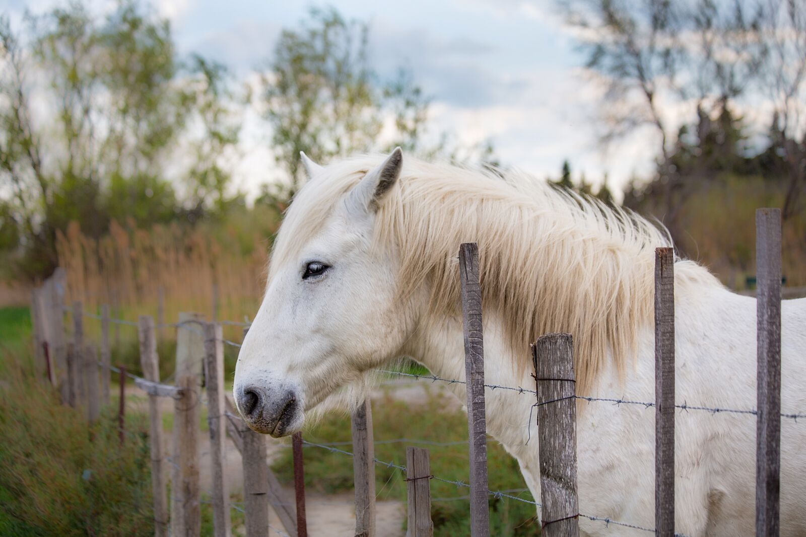 Canon EOS 5D Mark III sample photo. Horse, horseback riding, animals photography