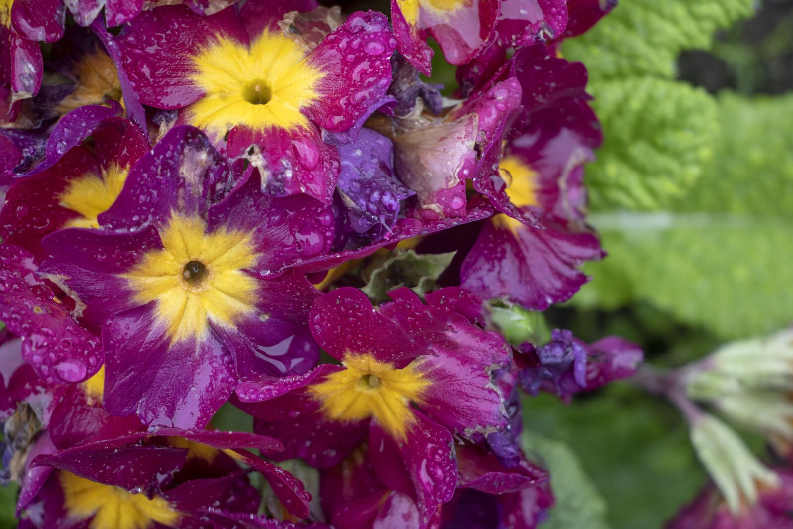 Canon EOS 750D (EOS Rebel T6i / EOS Kiss X8i) sample photo. Pansies, purple, yellow photography