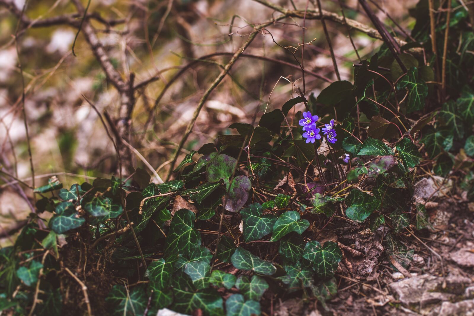 Nikon D7100 sample photo. Nature, wood, forrest photography
