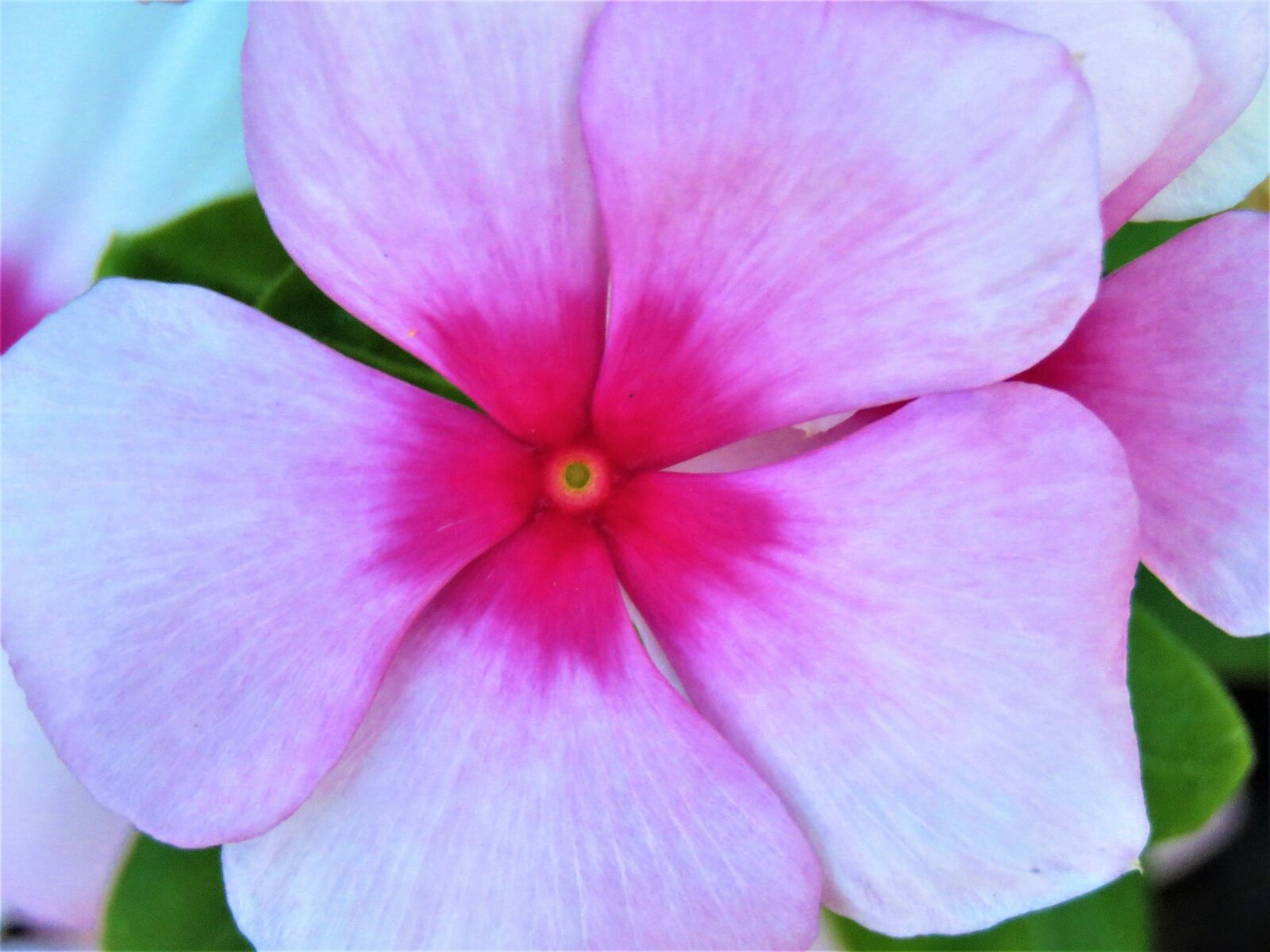 Canon PowerShot SX60 HS sample photo. Flower, pink, rust photography