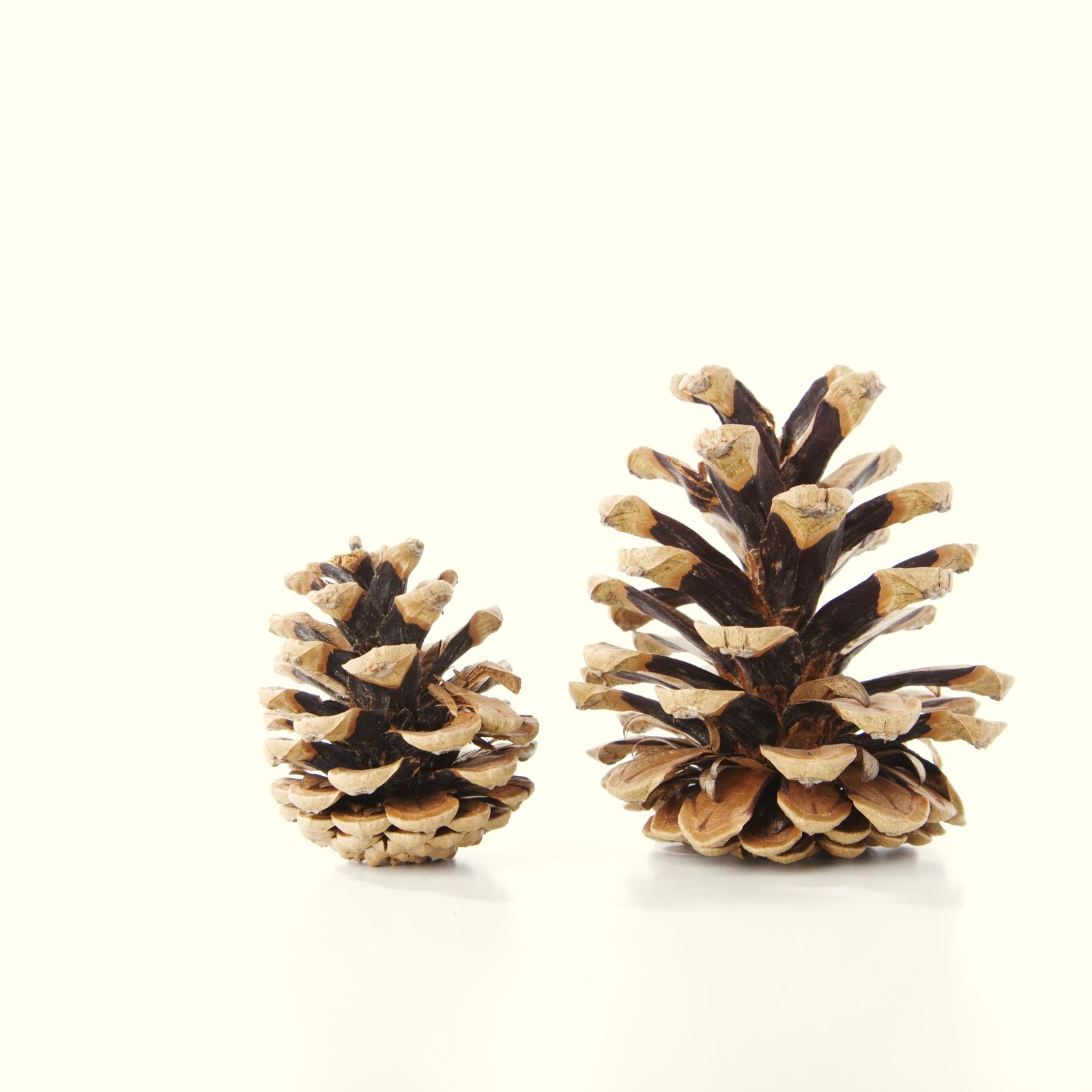 Canon EOS-1Ds Mark III sample photo. Tap, fir tree, decoration photography