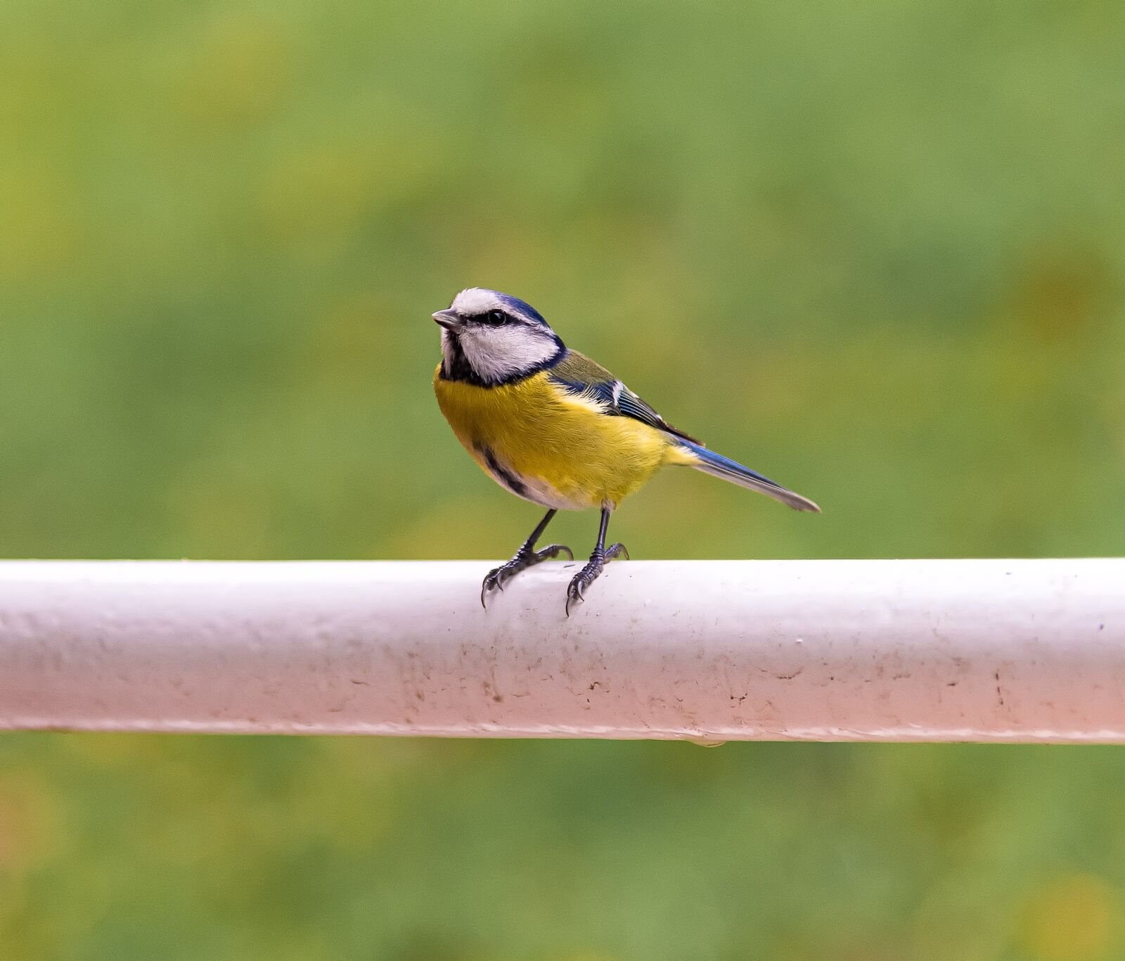 Nikon D850 sample photo. Bird, animal, nature photography