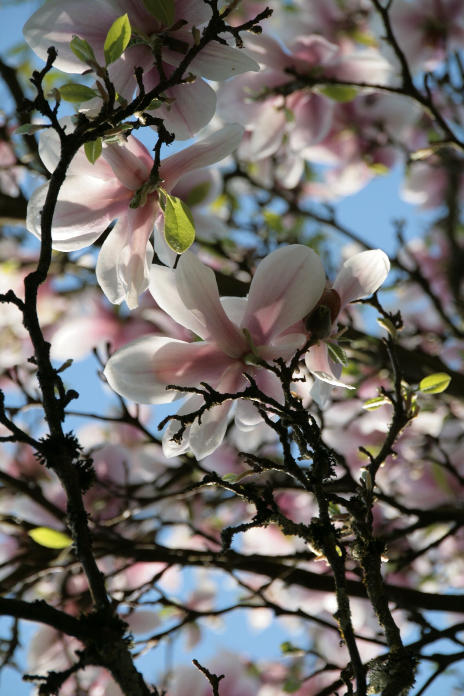 Canon EOS 400D (EOS Digital Rebel XTi / EOS Kiss Digital X) sample photo. Magnolia, tree, spring photography